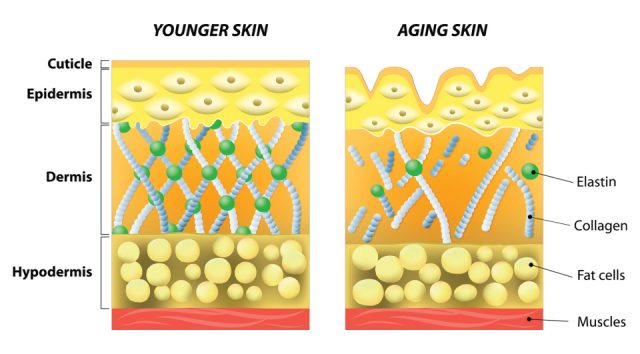 younger skin vs. aging skin