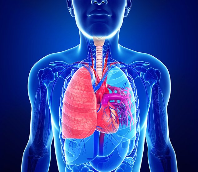 Male lung and heart anatomy