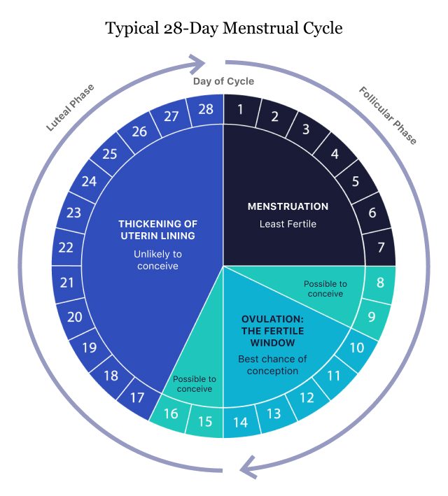 Typical 28-Day Menstrual Cycle