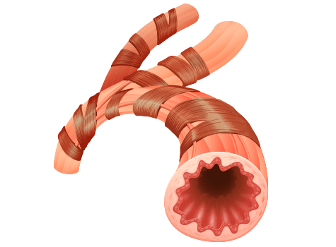 normal bronchiole tube